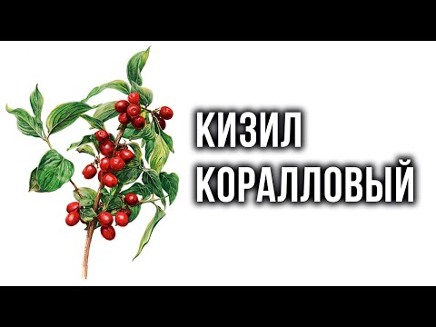 Видео: Кизил Коралловый: сбор урожая