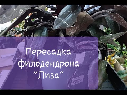 Видео: Пересадка Филодендрона Лиза. Видео от 18.05.2021г