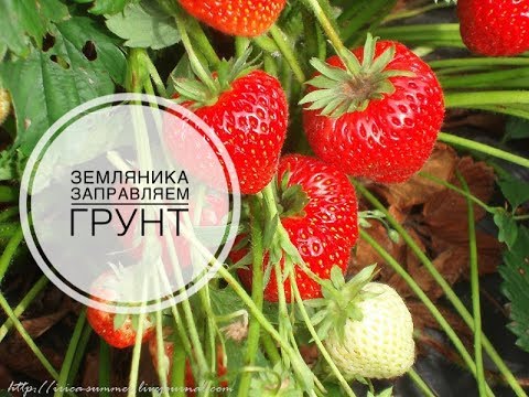 Видео: Дачные сезоны с Мариной Рыкалиной. ЗЕМЛЯНИКА.