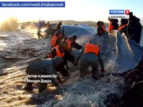 Видео: Вести-Хабаровск. Фильм "Живая стена"