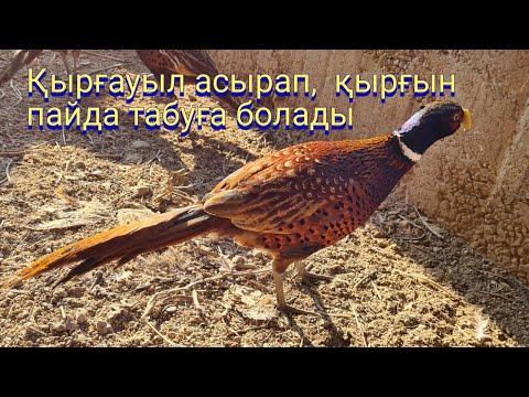 Видео: ҚЫРҒАУЫЛ АСЫРАП; ҚЫРҒЫН ПАЙДА ТАБУҒА БОЛАДЫ     #фазан #қырғауыл #охотничий фазан