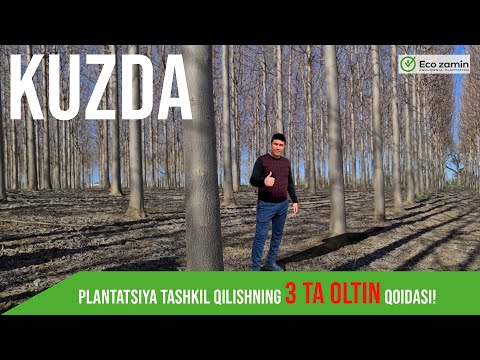 Видео: Кузда павловния плантатцясини ташкил қилишнинг 3та олтин қоидаси! (тўлиқ видеоси)