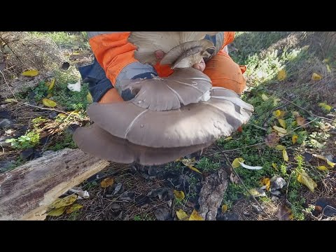 Видео: Как найти вешенки в лесу | Тихая охота