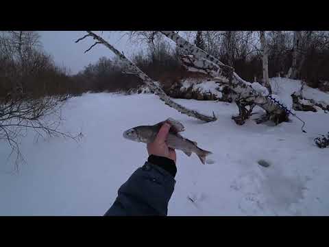 Видео: НЕВЕРОЯТНЫЙ  РУЧЕЙ ПО КОЛЕНО!!! А РЫБЫ ПОЛНО!!! В ТАЙГЕ ИЩЕМ КРУПНЯК ! РЫБАЛКА НА ХАРИУСА