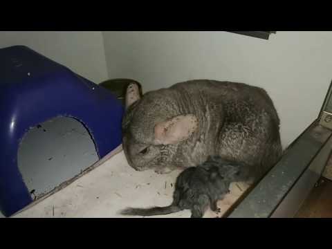 Видео: Тяжёлые роды у шиншиллы.