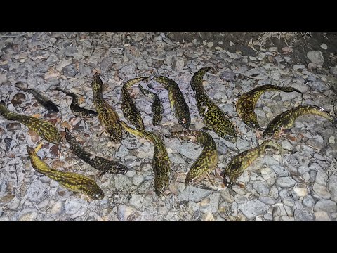 Видео: Рыбалка на налима на р. Бира