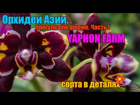 Видео: Азия. Ферма. Yaphon