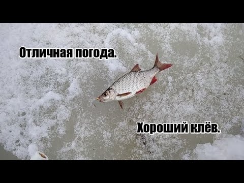 Видео: Отличная погода для рыбалки. Ловля краснопёрки и плотвы.