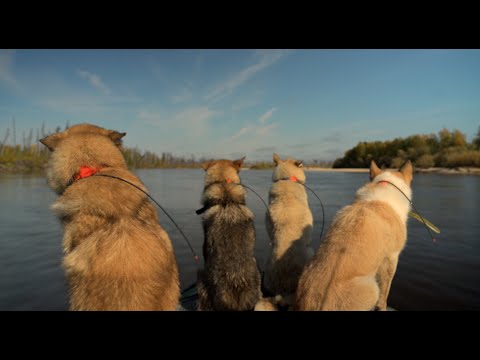 Видео: Лучшие системы слежения за охотничьими собаками