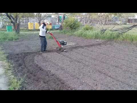 Видео: Сеем Фацелию