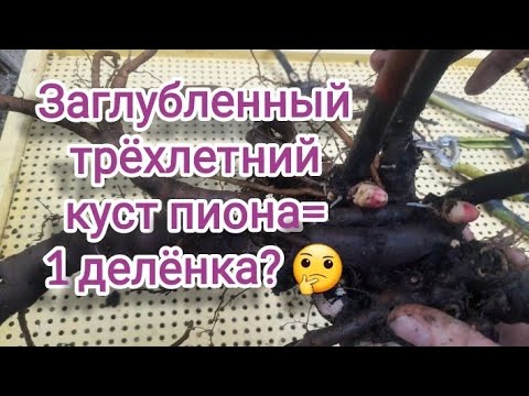 Видео: Из трёхлетнего куста пиона 1 делёнка?? Делим Гардению, заглубленную при посадке...