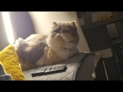 Видео:  VLOG: РУБРИКА "ЧЕКУПИЛА" // ГОСТИНЦЫ ИЗ ДУБАЙ //