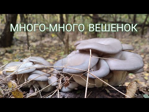 Видео: СОБИРАЕМ ВЕШЕНКИ, ОКТЯБРЬ 2021