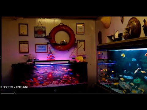 Видео: В ГОСТЯХ У ЕВГЕНИЯ СЕМЁНОВА - АКВА СТУДИЯ ИРКУТСК