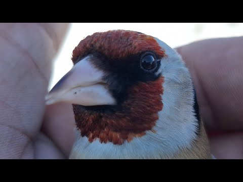 Видео: ЛОВЛЯ ЩЕГЛОВ, РЕПЛОВ👍 ПРОСТО ОГОНЬ🔥 ПОШЁЛ ПРОЛЁТ. 17.03.25.