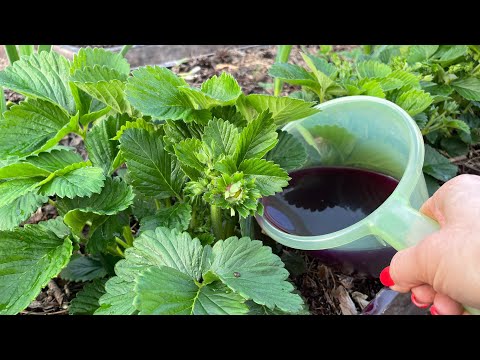 Видео: КЛУБНИКА даст ОГРОМНЫЙ УРОЖАЙ, в 2 раза больше! Подкармливаем