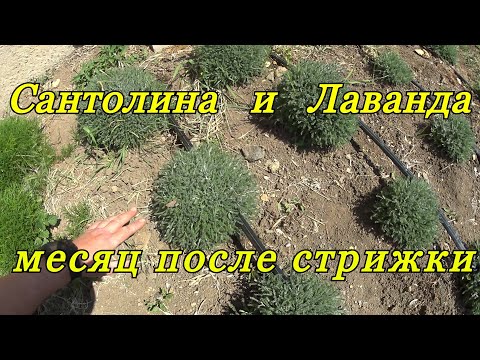 Видео: САНТОЛИНА и ЛАВАНДА спустя месяц после стрижки.