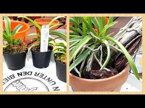 Видео: Как посадить орхидею. Идеальный субстрат для орхидей. 
Sarcochilis - пересадка 😀.