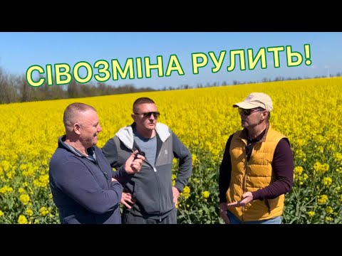 Видео: Сівозміна рулить! | Ріпак по різним попередникам | Ярий горох