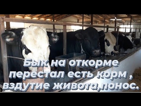 Видео: Бык на откорме перестал есть корм, вздутие живота , понос 23.09.2021г.fattening bulls