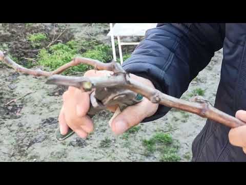 Видео: навдаҳои ҳосилдори ангур.