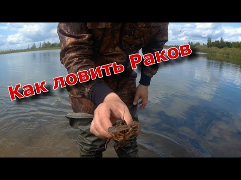 Видео: Как наловить Раков . Как наловить раков раколовками.