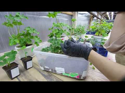 Видео: #643. Возможно ли 100% укоренение черенков пеларгонии зимой?!