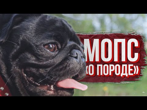 Видео: Что нужно знать про МОПСА перед тем, как его купить