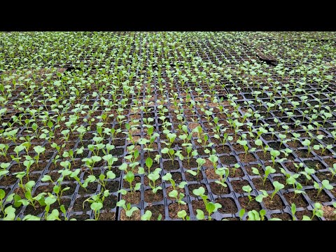 Видео: Рассада ранней капусты 26 дней.