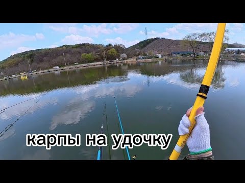 Видео: Ловлю лысых карпов на удочку в Корее.#рыбалка #fishing #낚시 #кино