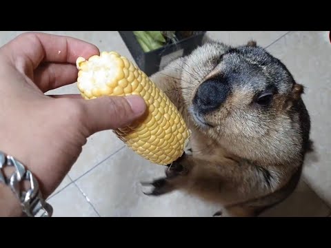 Видео: Сурок любит японскую кукурузу