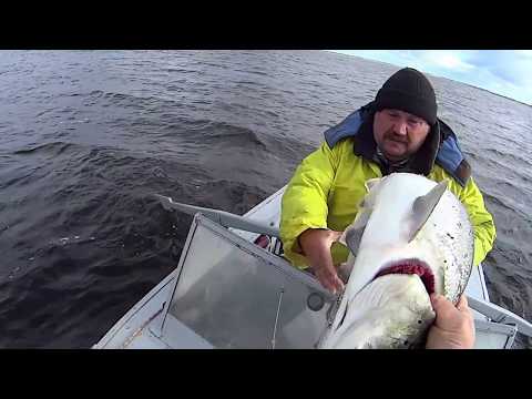 Видео: Рыбалка на семгу и сига сетями. Fishing for salmon.