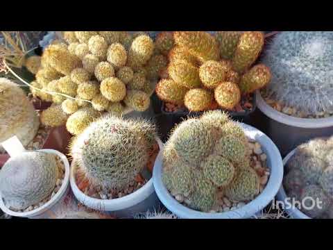 Видео: Кактусы осенью🌵Обзор.Уход.