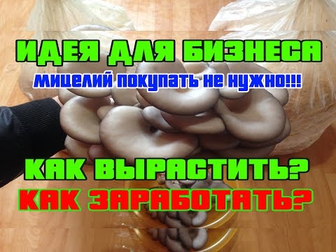 Видео: ИДЕЯ ДЛЯ БИЗНЕСА. ВЫРАЩИВАНИЕ ВЕШЕНКИ (МИЦЕЛИЙ ПОКУПАТЬ НЕ НУЖНО!)