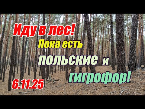 Видео: Грибы ноября. Иду в лес!  Пока есть польские и гигрофор! 6.11.25