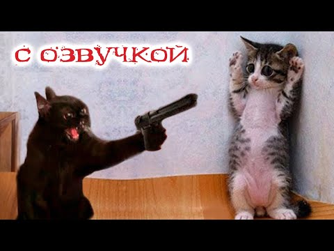 Видео: Приколы с котами! Смешные коты! - С ОЗВУЧКОЙ! Самые Смешные животные