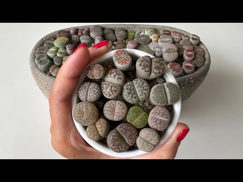 Видео: Литопсы/ Lithops. Вопросы 🔜 Ответы ⁉️31.10.2023.