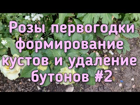 Видео: Розы первогодки - кустовые, флорибунда, плетистые Удаление бутонов, обрезка и формирование кустов.