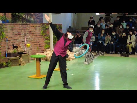 Видео: Выставка очаровательных кошек в Nasu Animal Kingdom 🐈 Tochigi Japan (PM Performance)