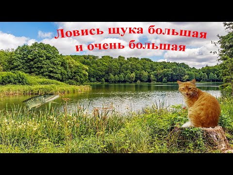 Видео: Щука 1948 часть 6   Борьба с рыбой