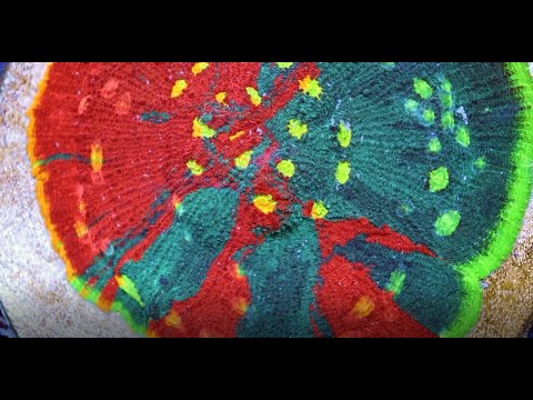 Видео: Радужный Чашечный Коралл