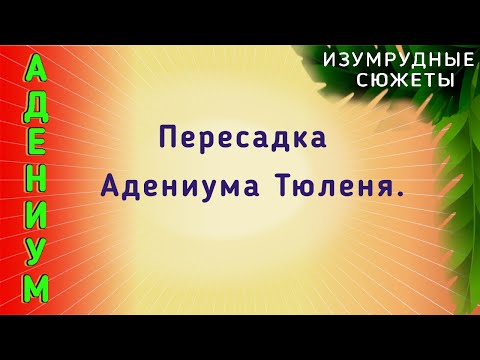 Видео: Адениум. Пересадка Адениума. Неуправляемый тюлень.