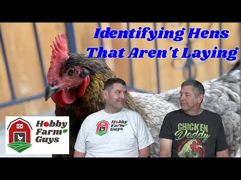 Видео: Определение ненесущихся кур в вашем стаде [классический HFG]