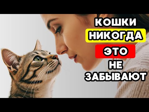 Видео: 7 ДОКАЗАТЕЛЬСТВ ЛЮБВИ, которых твоя кошка ждёт от тебя