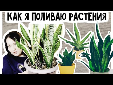 Видео: Как не залить? Полив сансевиерий, суккулентов и других растений.