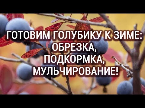 Видео: Готовим голубику к зиме! Как обрезать, подкармливать и чем мульчировать!