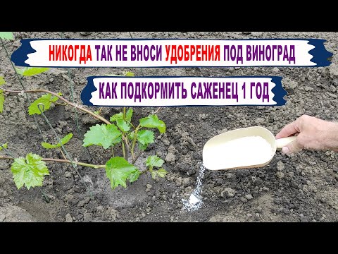 Видео: 🍇Как ПОДКОРМИТЬ молодой САЖЕНЕЦ ВИНОГРАДА. Даже не ДУМАЙ ТАК вносить удобрения на винограднике.