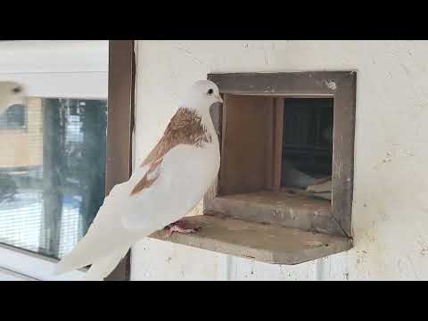 Видео: Ижевские голуби. 03.03.2024