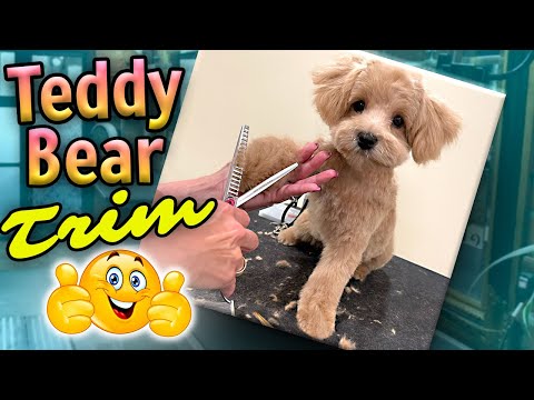 Видео: Стрижка «Медвежонок Тедди» на милой пушистой собачке