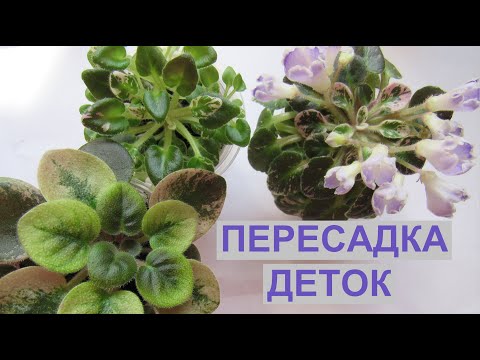 Видео: ФИАЛКИ/ РАССАЖИВАНИЕ ДЕТОК❗